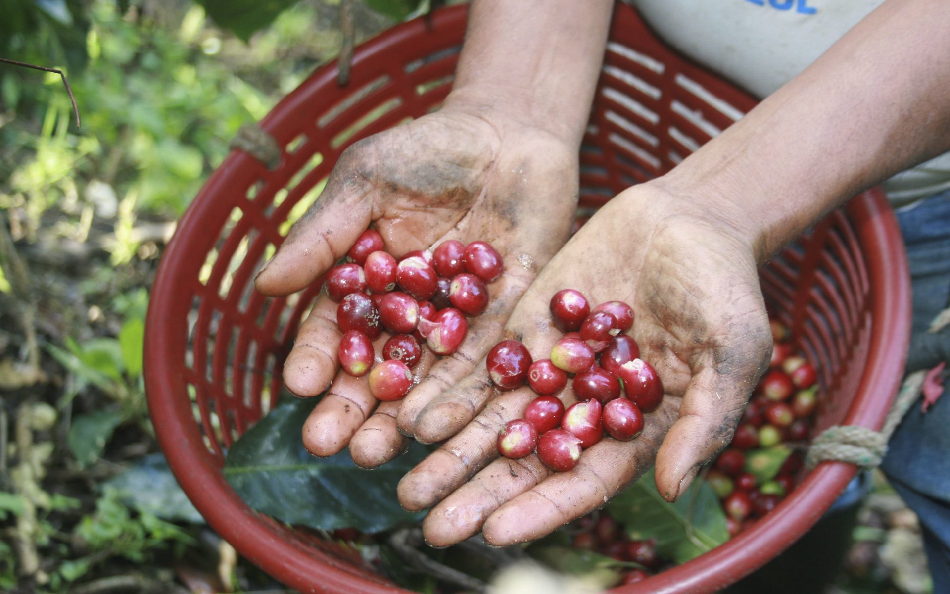 ¿Qué estados producen más café en México?