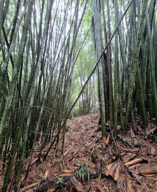 Foto: Google Maps / FB EL BAMBUSAL