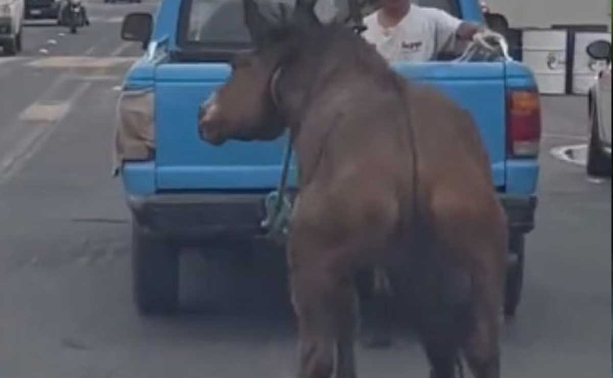 VIDEO. Otro caso de crueldad animal en Puebla, arrastran caballo con camioneta en Cholula
