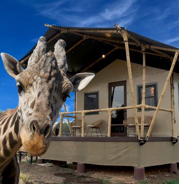Foto: FB Glamping Reino Animal