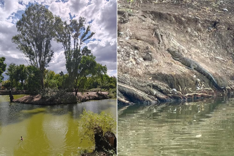 El cocodrilo de la Laguna de San Baltazar permanece en un islote | Foto: EsImagen / Redes Sociales