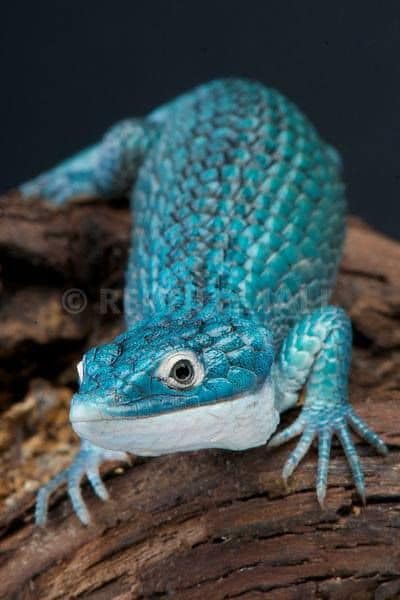 Este bello ejemplar de dragón azul está en peligro de extinción | Foto: Dragoncito azul / Foto Facebook Reptileros De Corazón