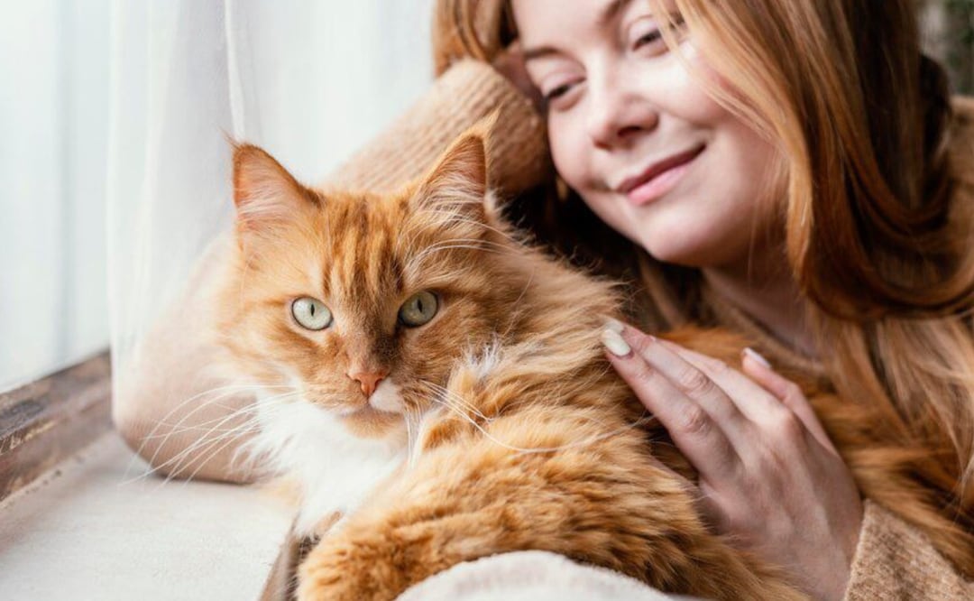 Lo primero y más recomendable es preparar el hogar para que los gatos puedan saltar y trepar.
Foto: Producción El Universal