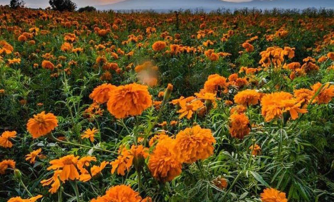 El valle de Atlixco es una excelente opción para deslumbrarte con sus paisajes | Foto: Instagram nomadaenpatineta