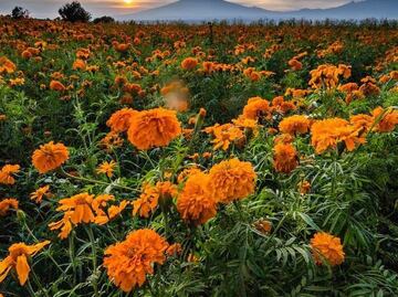 Cinco lugares únicos cerca de Puebla para tomar fotos increíbles del Día de Muertos