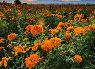 Cinco lugares únicos cerca de Puebla para tomar fotos increíbles del Día de Muertos