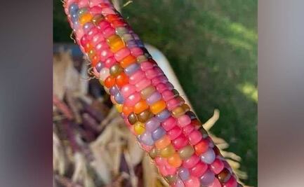 El maíz más bello del mundo se llama Gema de Cristal y crece en Tehuacán