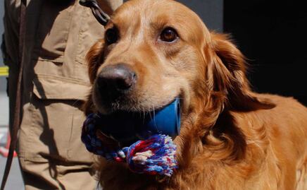 Perrogato Fest 2023 en Puebla, lleva a tu mascota y diviértanse 