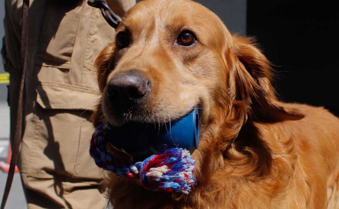 Perrogato Fest será este 18 y 19 de marzo en Villas Arqueológicas | Foto:  agencia Es Imagen para El Universal Puebla