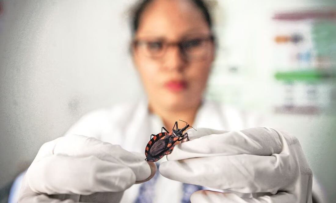 La enfermedad de Chagas se transmite por la picadura de chinches besuconas | Foto: Archivo El Universal