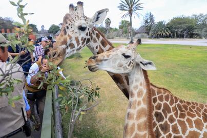 Hay cuatro formas de convivir con Benito en Africam Safari, te decimos cómo