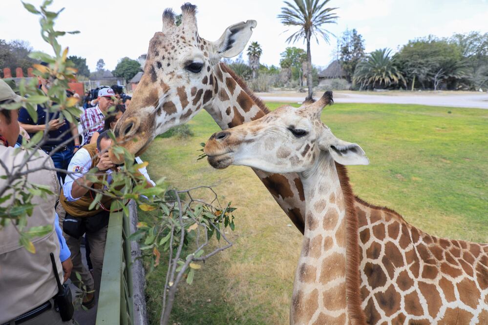 Para conocer y convivir con Benito, Africam Safari tiene varias opciones | Foto: EsImagen