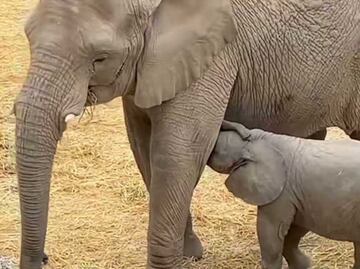 Nace bebé elefante en Africam Safari