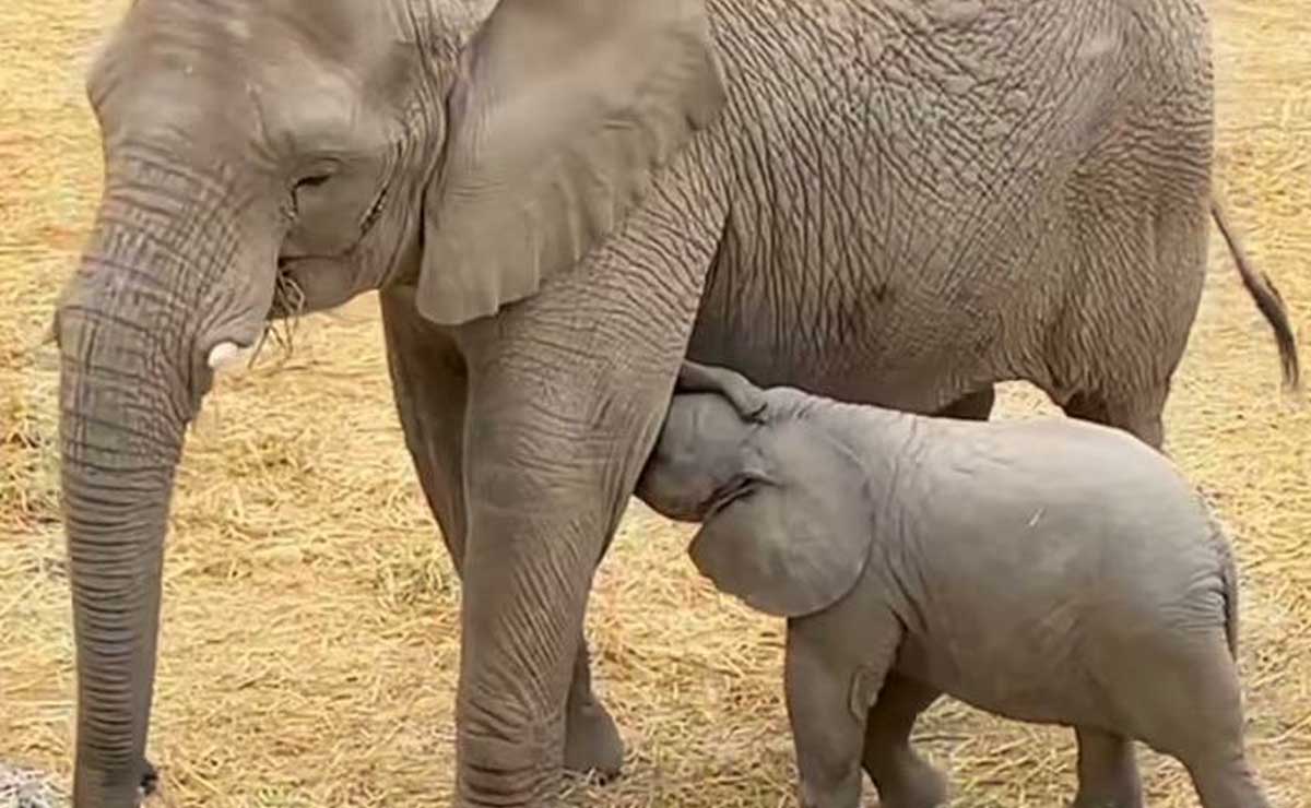 Nace bebé elefante en Africam Safari