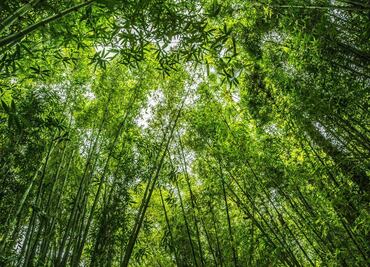 Cómo es el Japón poblano que se esconde en un Pueblo Mágico