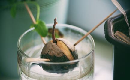 Cuál es el momento perfecto para germinar una semilla de aguacate