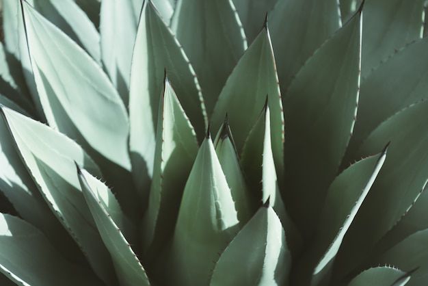 Cuidados esenciales para el Agave. Fuente: Freepik.