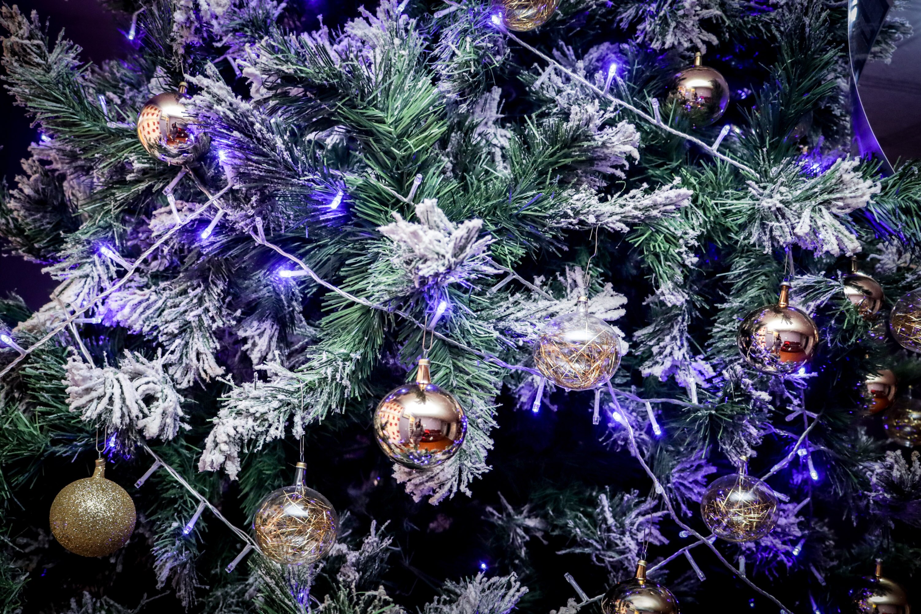 El árbol de Navidad es uno de los elementos centrales de las celebraciones decembrinas. Foto EsImagen
