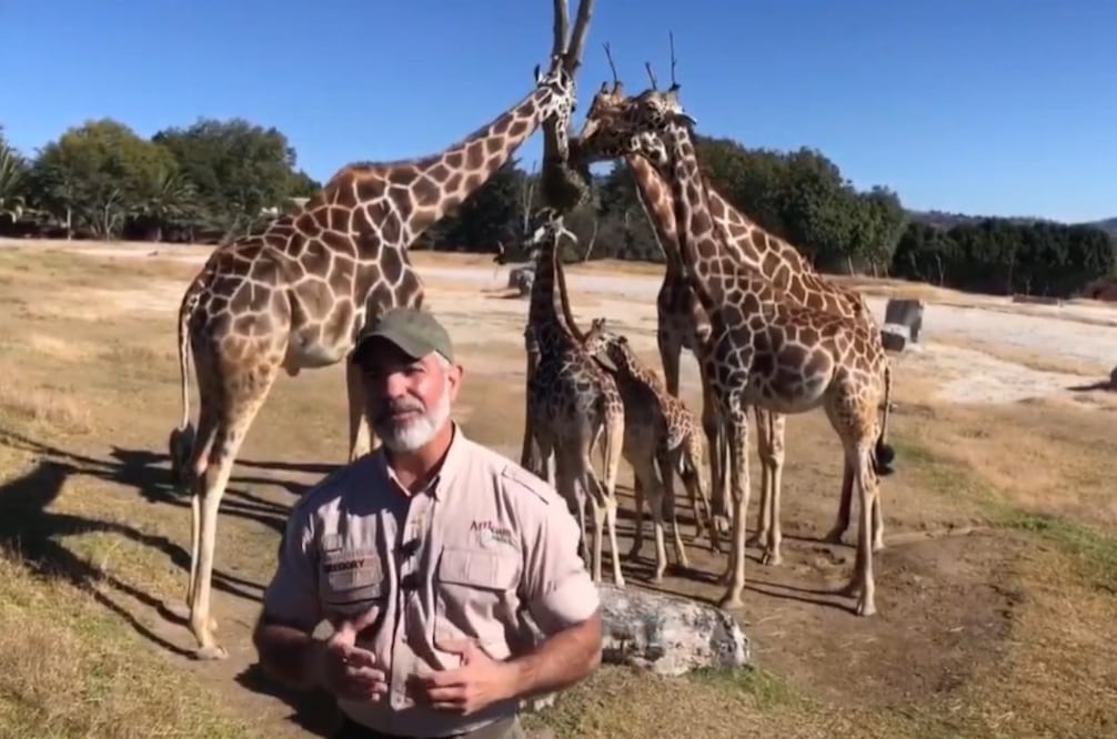 Esta es la gran familia de jirafas que va a recibir a Benito | Facebook Africam Safari