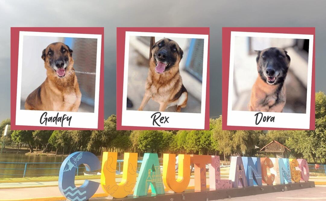 Estos son los perritos policía en adopción | Foto: Canva / Ayuntamiento de Cuautlancingo