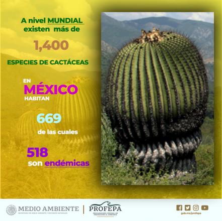 ¿Qué son las biznagas y por qué se las roban de la Reserva de la Biosfera de Tehuacán?