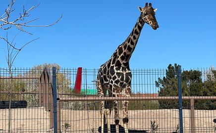 “Ya lo sentimos poblano”, dice Sergio Salomón sobre la jirafa Benito en espera de su traslado