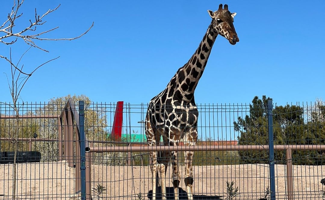 Benito sigue en espera de su traslado a Africam Safari en Puebla | Foto: Facebook Salvemos a Benito