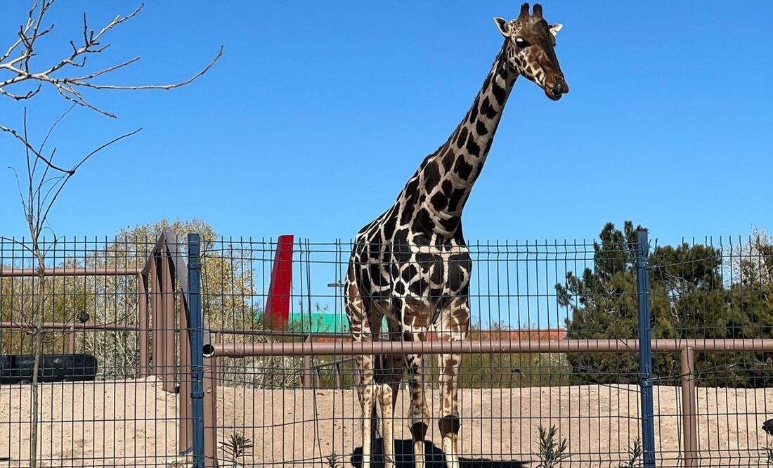 Benito sigue en espera de su traslado a Africam Safari en Puebla | Foto: Facebook Salvemos a Benito