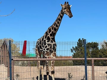 “Ya lo sentimos poblano”, dice Sergio Salomón sobre la jirafa Benito en espera de su traslado