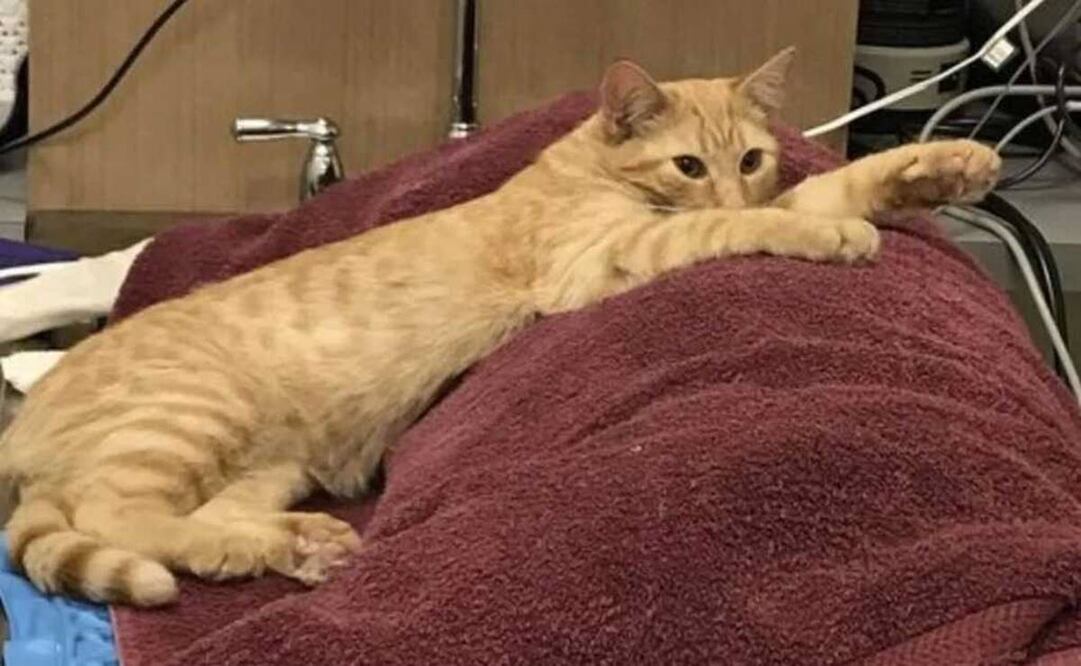 El gatito se acuesta sobre un perro que recibe atención médica en la camilla del veterinario. Foto: Twitter @leamosuncuento