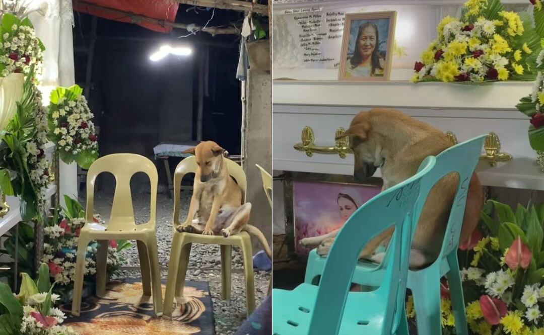 Perrita es captada triste en el funeral de su dueña y se vuelve viral | Foto: Captura TikTok