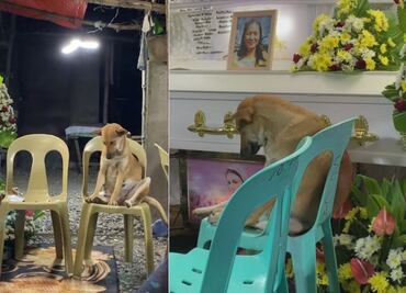 VIDEO. Captan a perrita triste en el funeral de su dueña y se viraliza