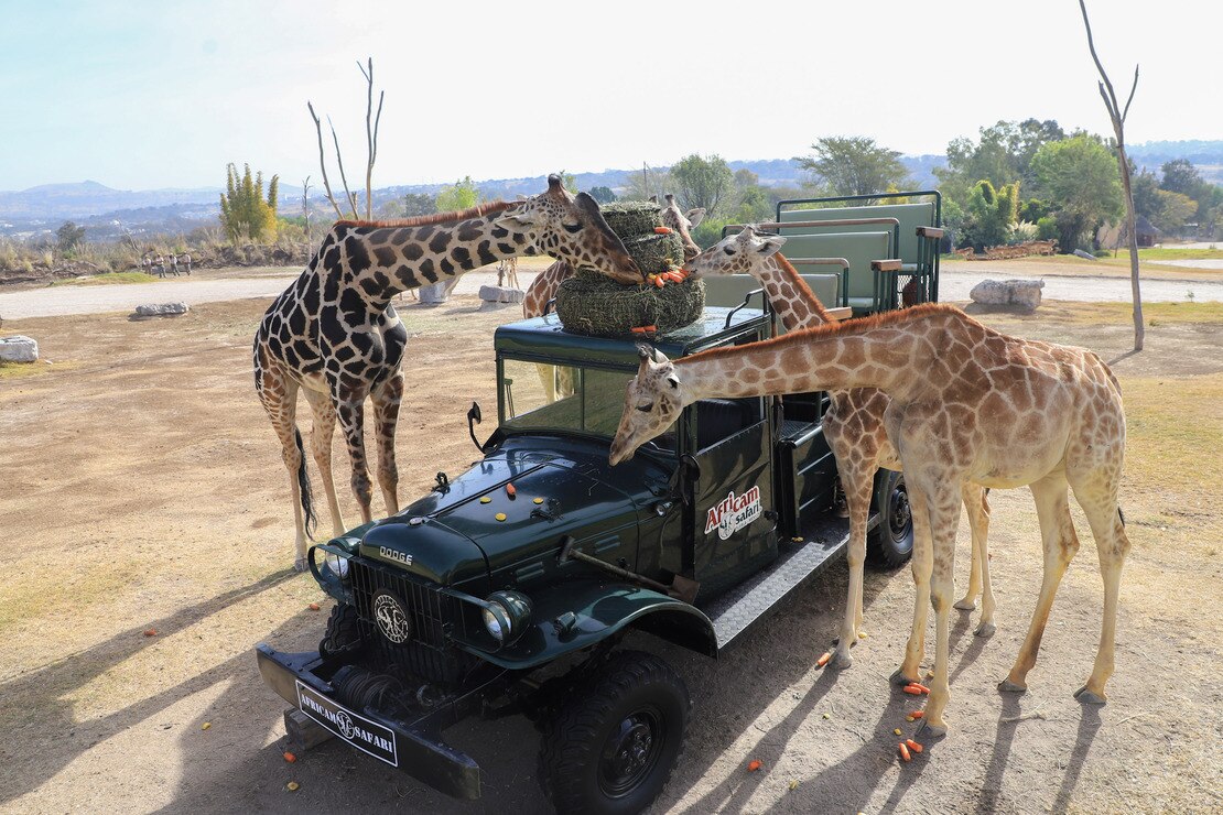 Africam Safari está ubicado a aproximadamente 27 kilómetros de la CAPU por lo que es importante verificar los horarios y rutas de transporte antes de tu viaje para asegurar una experiencia sin contratiempos