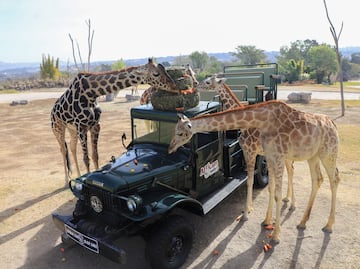 ¿Cuánto cuesta tomar un taxi de la CAPU a Africam Safari en Puebla?