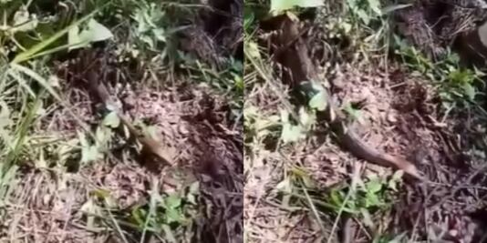 Impresionante boa constrictor de 2.5 metros avistada en Tlatlauquitepec