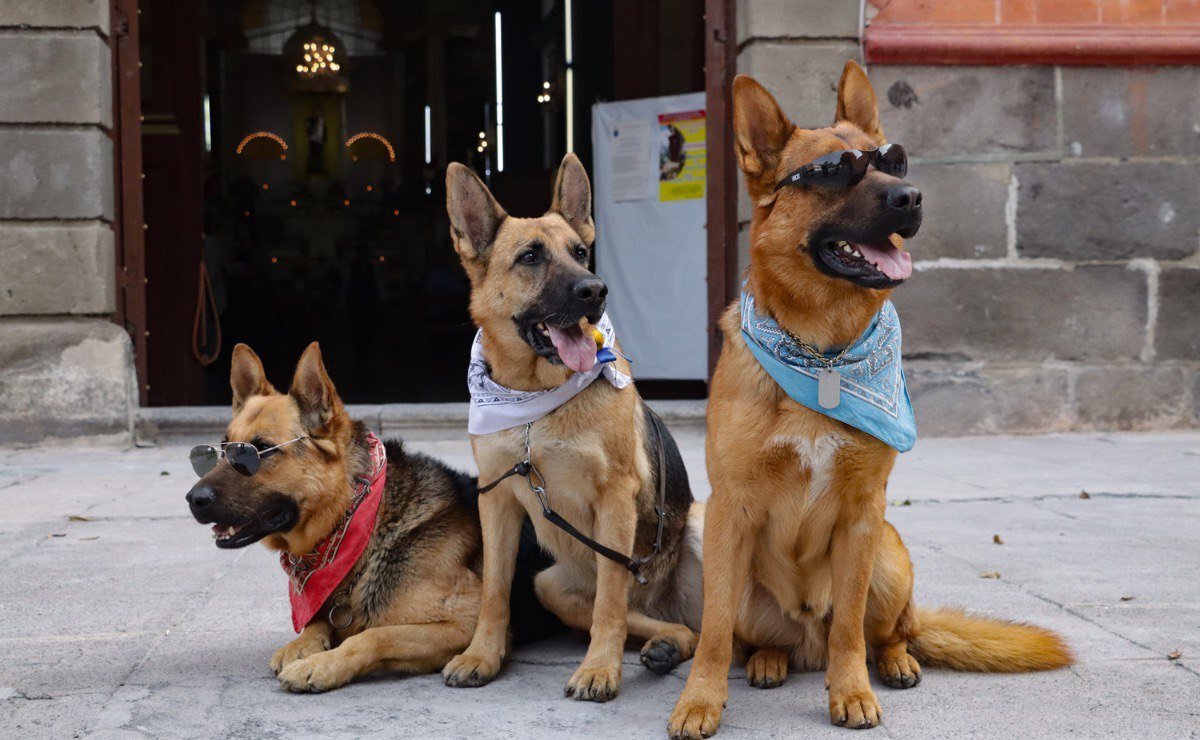 San Antonio Abad cuida a las mascotas | Foto: EsImagen