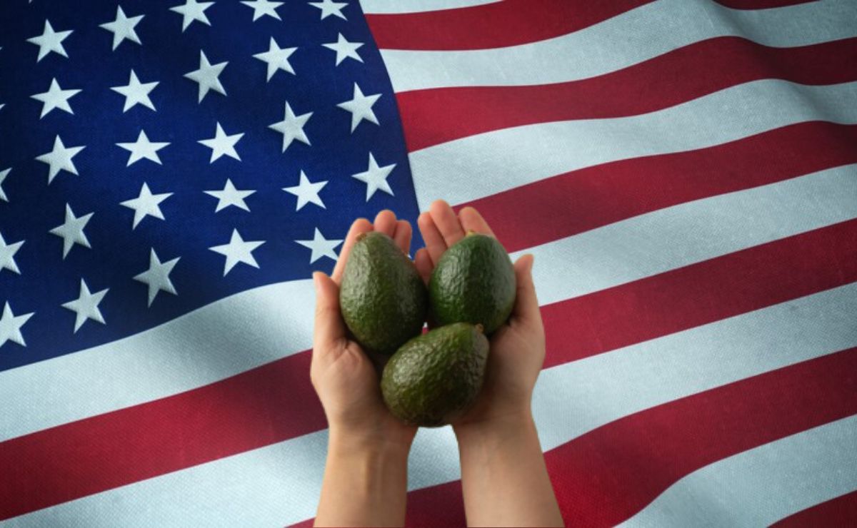 Qué pasará con el aguacate poblano ante impedimento de importar a Estados Unidos