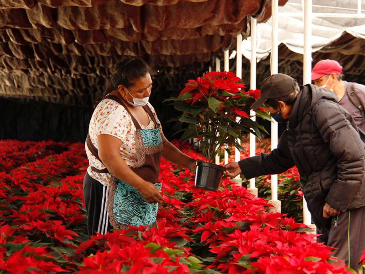 La flor de Nochebuena es cultivada por más de 900 productores a lo largo y ancho de la República Mexicana, especialmente en estados como Michoacán, Puebla y Guerrero, donde el clima favorece su crecimiento. 

Foto: Producción El Universal Puebla 