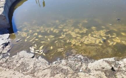 Preocupa a pobladores misteriosa muerte de peces en jagüey de Atlixco
