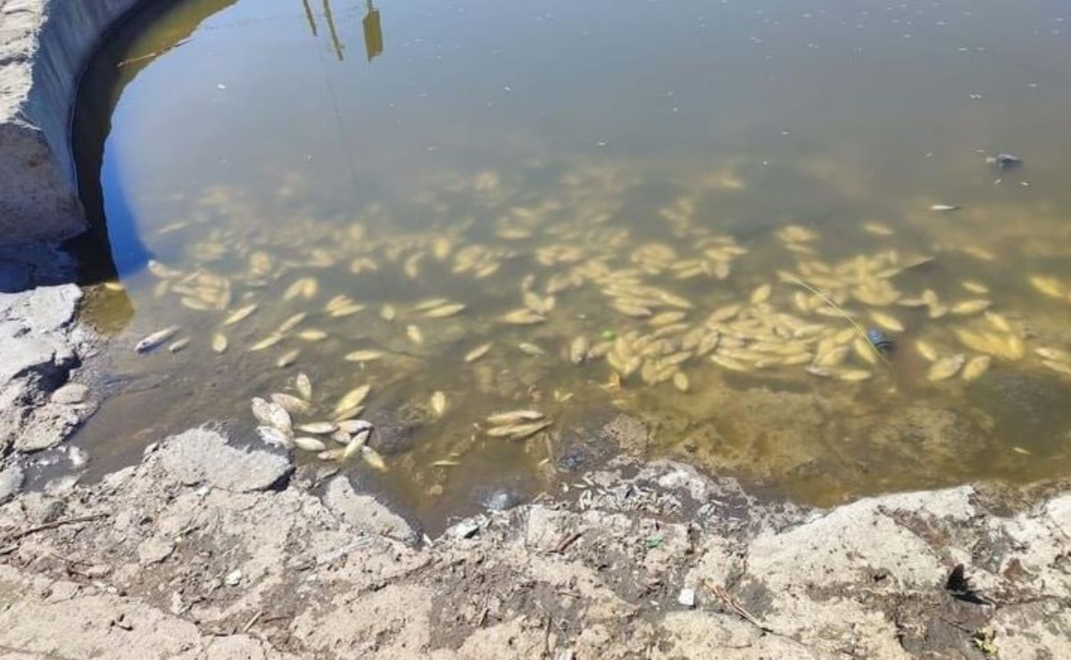 Decenas de peces muertos aparecieron flotando en el jagüey de San Jerónimo Coyula, se especula contaminación del agua | Foto: Facebook STV Atlixco