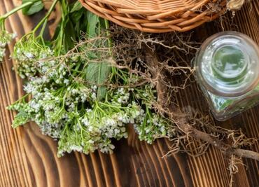 ¿Cómo tomar la valeriana para el insomnio?