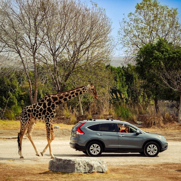 Foto: Facebook Africam Safari