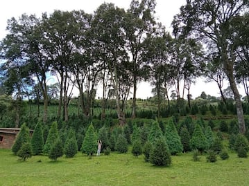 En este rancho de Puebla puedes escoger el árbol de Navidad perfecto