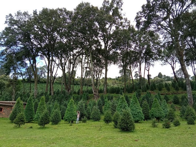 En este rancho de Puebla puedes escoger el árbol de Navidad perfecto