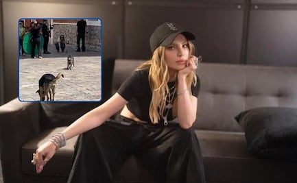 Perritos de la calle modelan con Belinda en Atlixco y ya son famosos