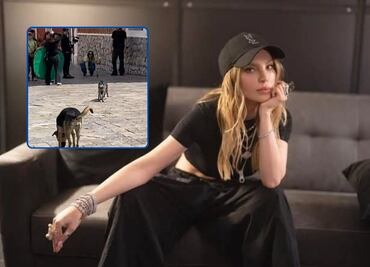 Perritos de la calle modelan con Belinda en Atlixco y ya son famosos
