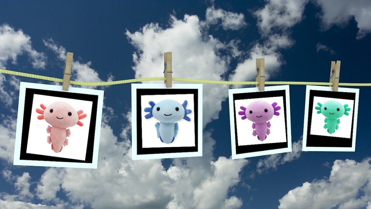 Si quieres ver ajolotes por muchos años más, puedes participar en estas campañas de conservación