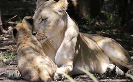 En Africam Safari ahora puedes alimentar a los leones