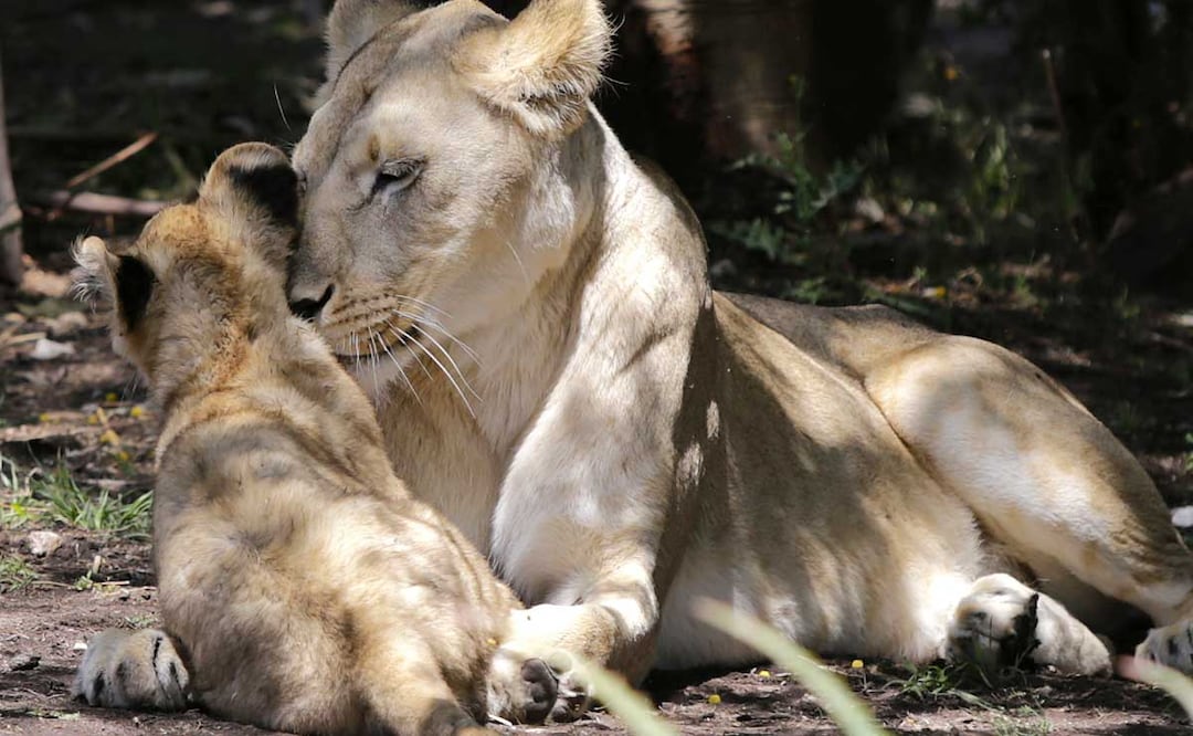 Por unos conductos especiales, ahora podrás darles de comer a los leones de Africam | Foto: Archivo El Universal