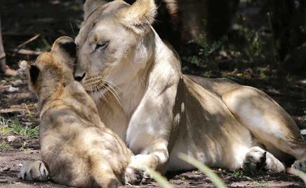 En Africam Safari ahora puedes alimentar a los leones
